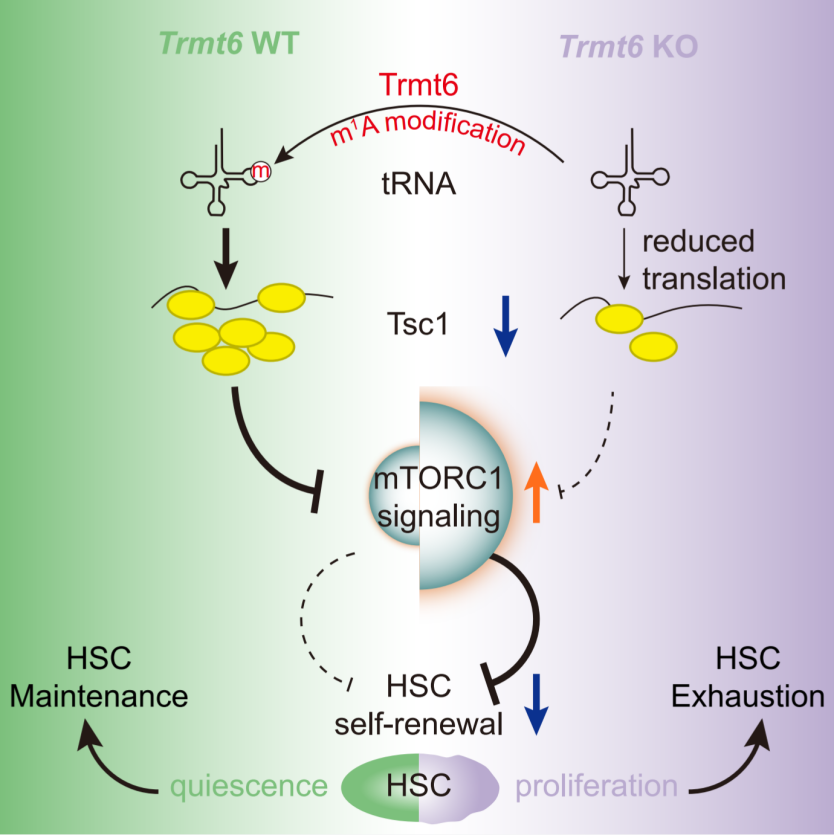 杭州师范大学团队发现tRNA表观遗传调控在造血干细胞稳态和功能中的重要作用